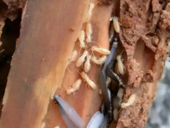 灵台白蚁防治公司分享看懂白蚁标志性蚁路，精准判断虫害轻重程度